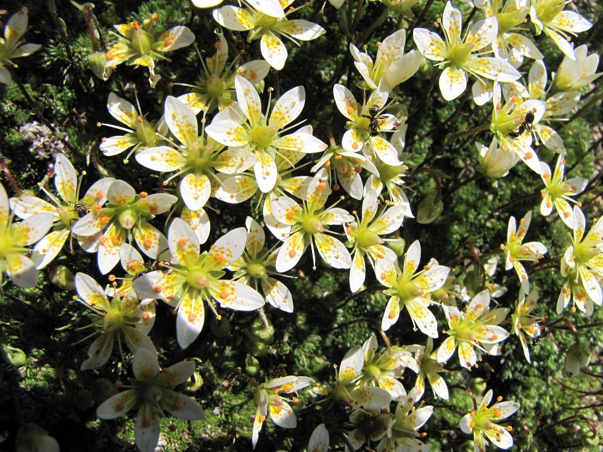 Saxifraga bryoides